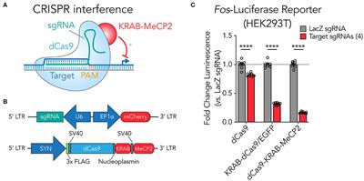 Frontiers | An Improved CRISPR/dCas9 Interference Tool For Neuronal ...